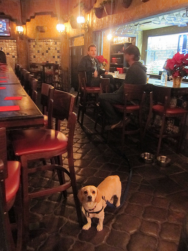 back patio is dog friendly