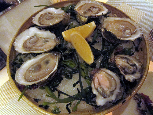 oysters