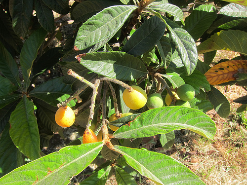 loquat tree at Highland Hall