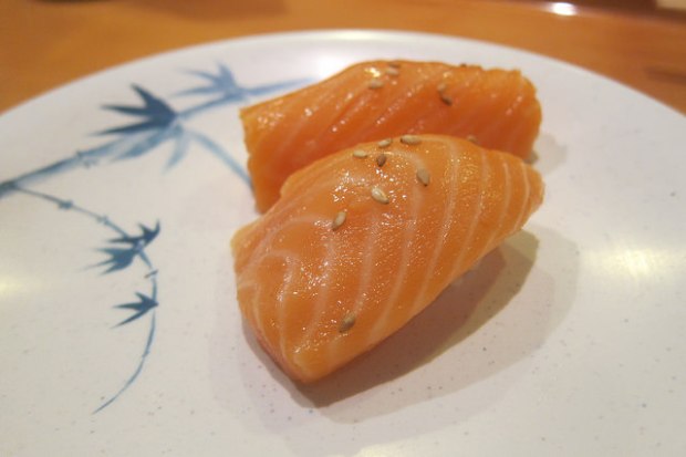 salmon
