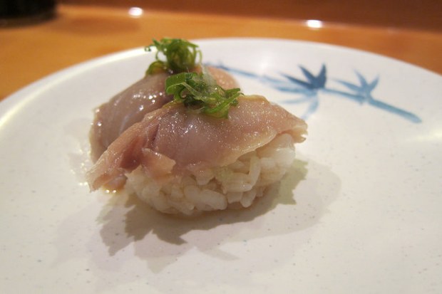 Japanese mackerel