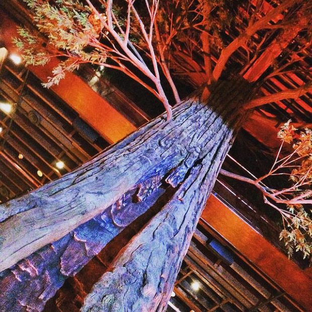 the redwood tree on the second floor