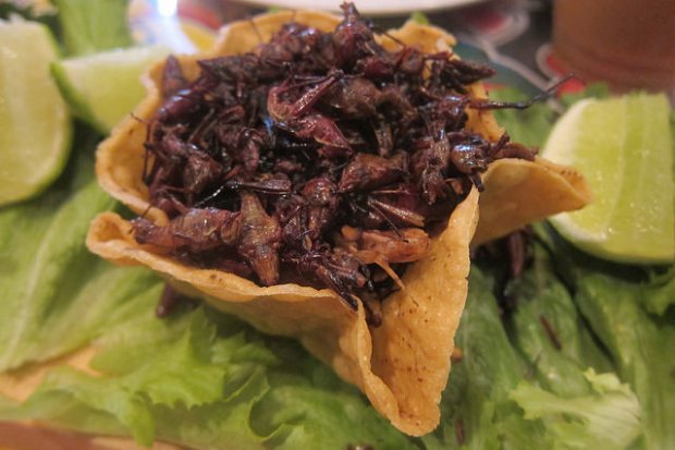 chapulines