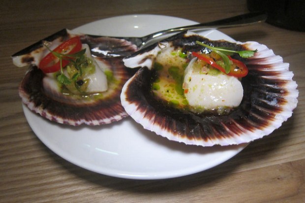 scallops